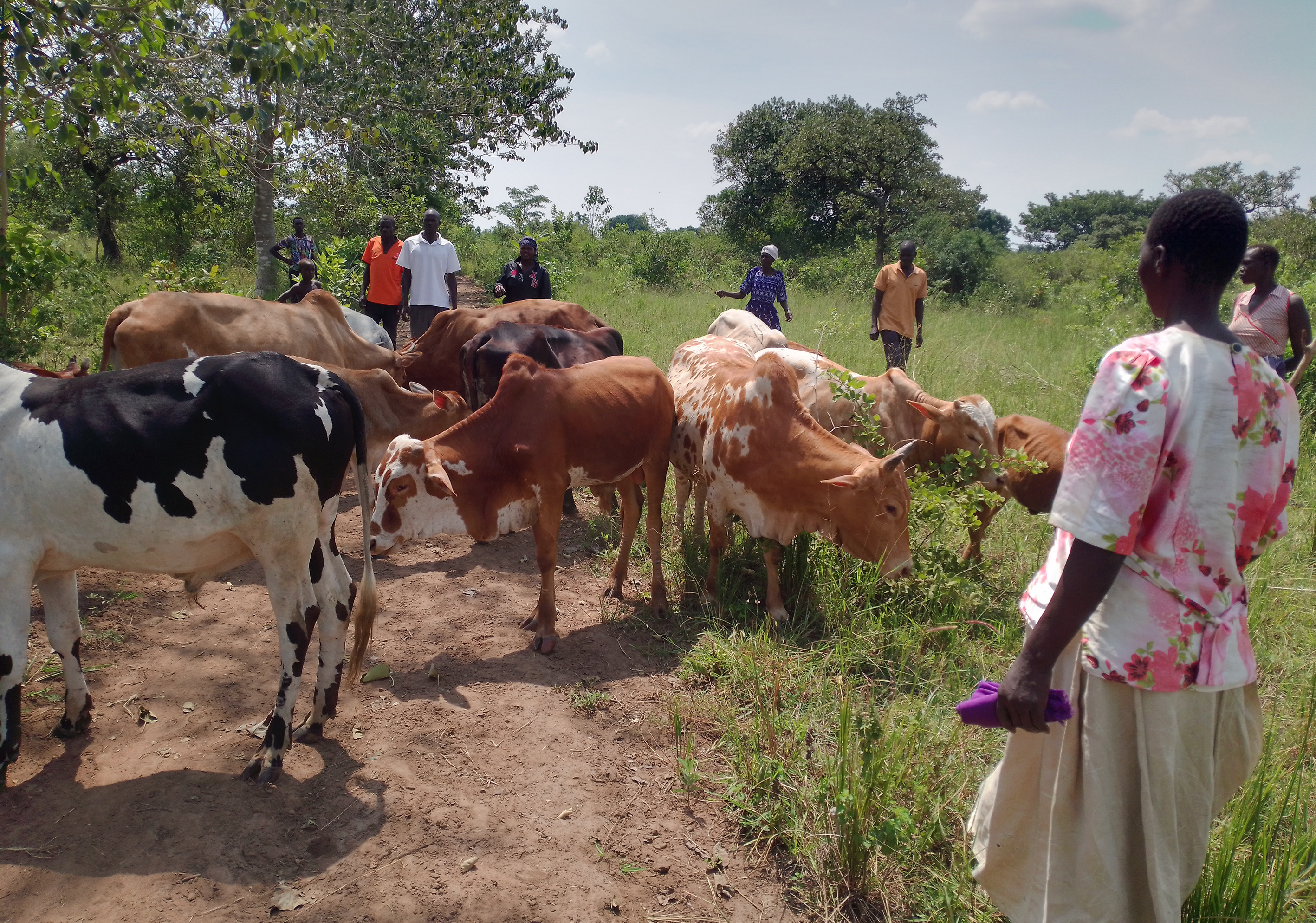 Ageutu Farmers Field saving and credit group with their cattle on Monday Ageutu Farmers Field saving and credit group with their cattle on Monday